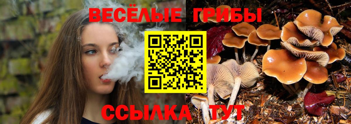 Галлюциногенные грибы Cubensis Пугачёв